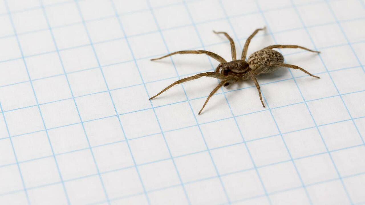 Австралийский паук-охотник Heteropoda jugulans ...