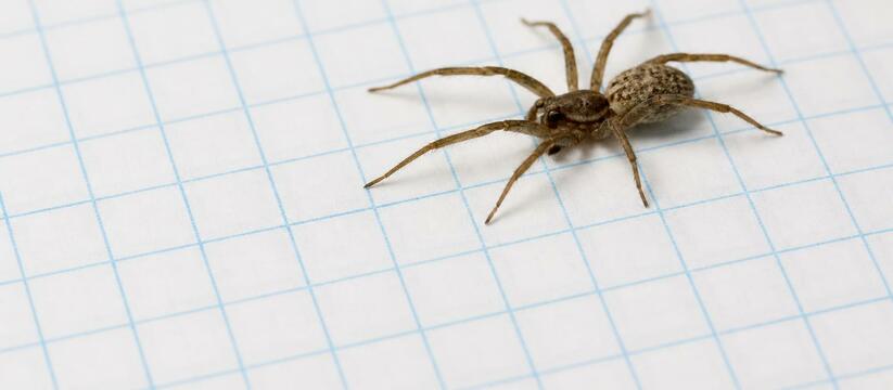 Австралийский паук-охотник Heteropoda jugulans ...