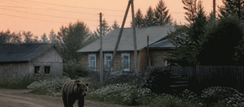 В поселке Лесозаводский Тюменской области бурый...